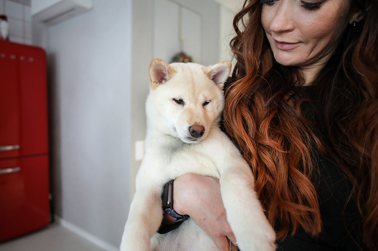 Гром, Шира и Гроза: в Тюмени живет разноцветная стая сиба-ину