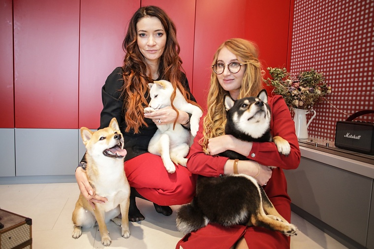 Гром, Шира и Гроза: в Тюмени живет разноцветная стая сиба-ину