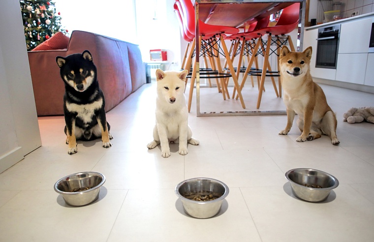 Гром, Шира и Гроза: в Тюмени живет разноцветная стая сиба-ину