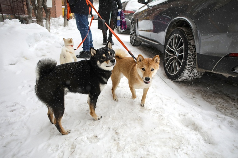 Гром, Шира и Гроза: в Тюмени живет разноцветная стая сиба-ину