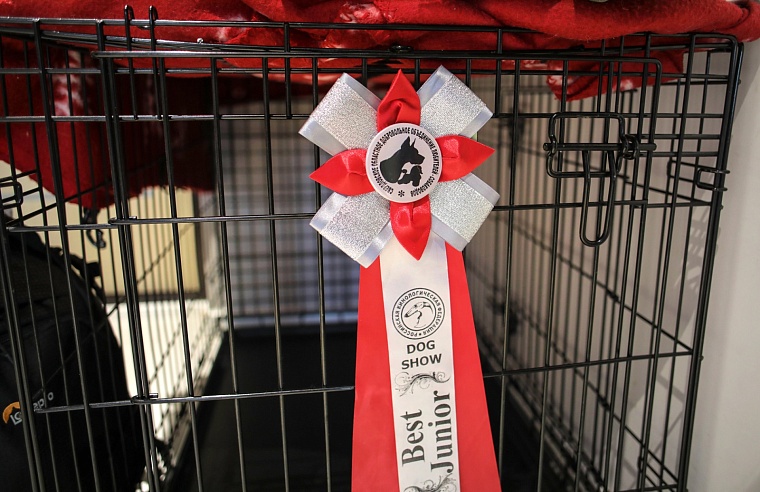 Гром, Шира и Гроза: в Тюмени живет разноцветная стая сиба-ину