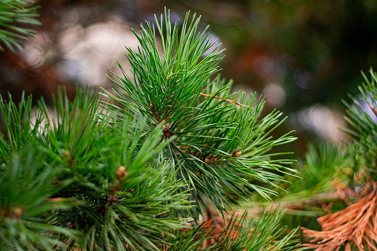 В лесах Тюменской области будут высаживать сосны
