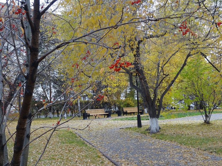Повестка на 11 октября: медицинский симпозиум, презентация книги, высадки деревьев, матчи тюменских команд