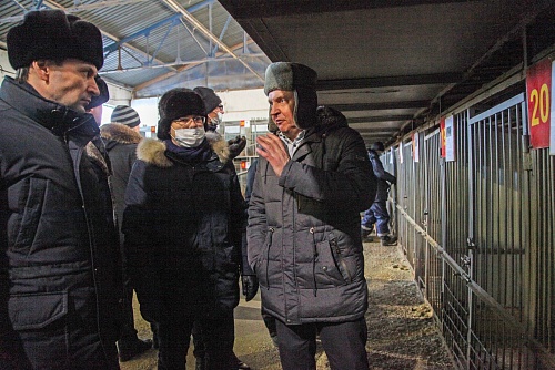 Тюменские депутаты оценили условия содержания безнадзорных животных