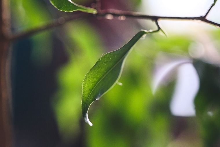 Дела дачные: что нужно успеть до конца апреля