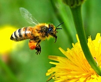 В Тюменской области пчелы этим летом отличаются пониженной агрессией