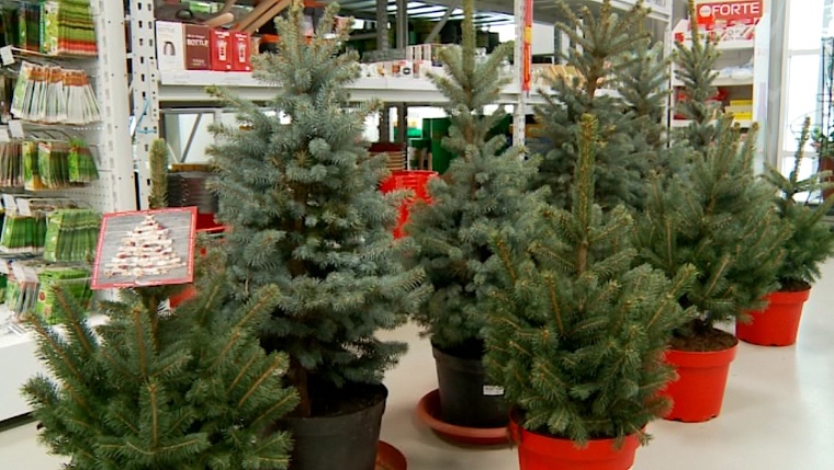 Как выбрать живую елку и какой мировой елочный тренд подхватили тюменцы