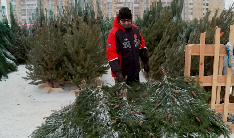 Как выбрать живую елку и какой мировой елочный тренд подхватили тюменцы