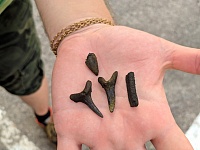 Палеофекалия акулы и зубы древних макрелей: что можно найти на новом акульем пляже под Тюменью