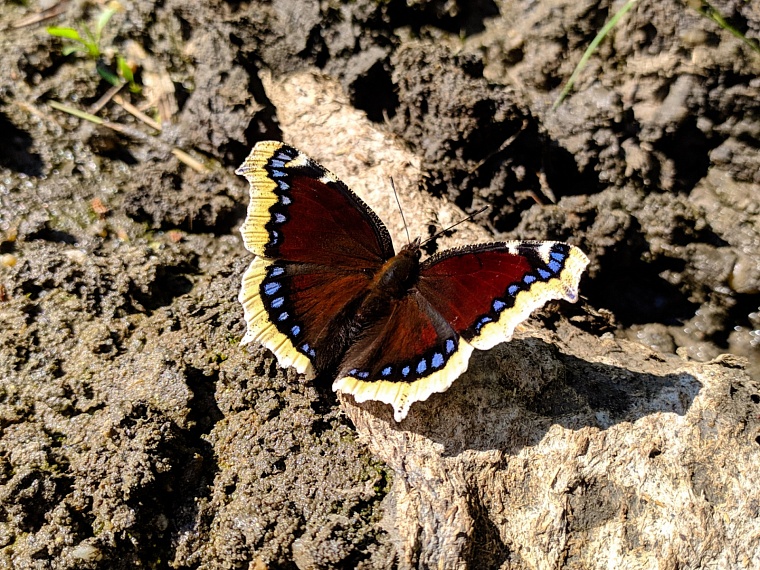 Палеофекалия акулы и зубы древних макрелей: что можно найти на новом акульем пляже под Тюменью