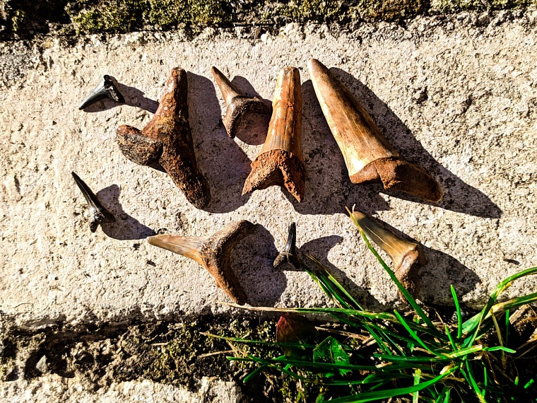 Палеофекалия акулы и зубы древних макрелей: что можно найти на новом акульем пляже под Тюменью