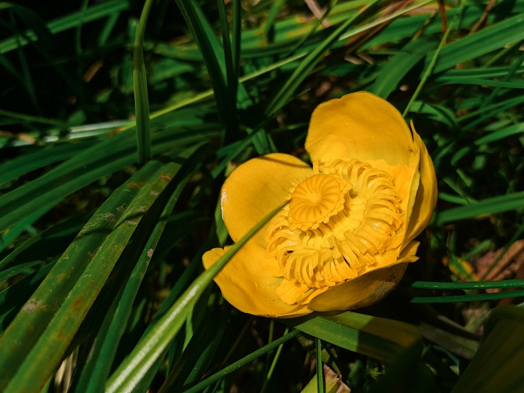 Палеофекалия акулы и зубы древних макрелей: что можно найти на новом акульем пляже под Тюменью