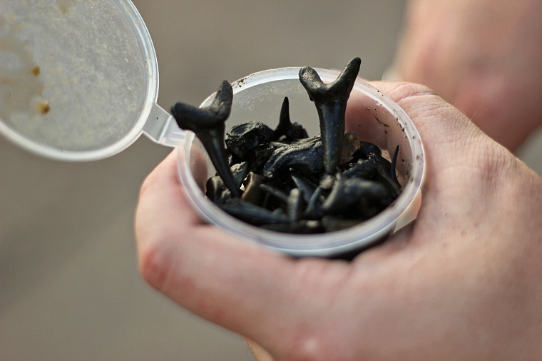 Палеофекалия акулы и зубы древних макрелей: что можно найти на новом акульем пляже под Тюменью