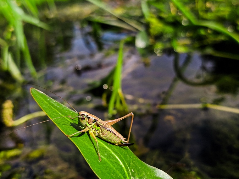 Палеофекалия акулы и зубы древних макрелей: что можно найти на новом акульем пляже под Тюменью