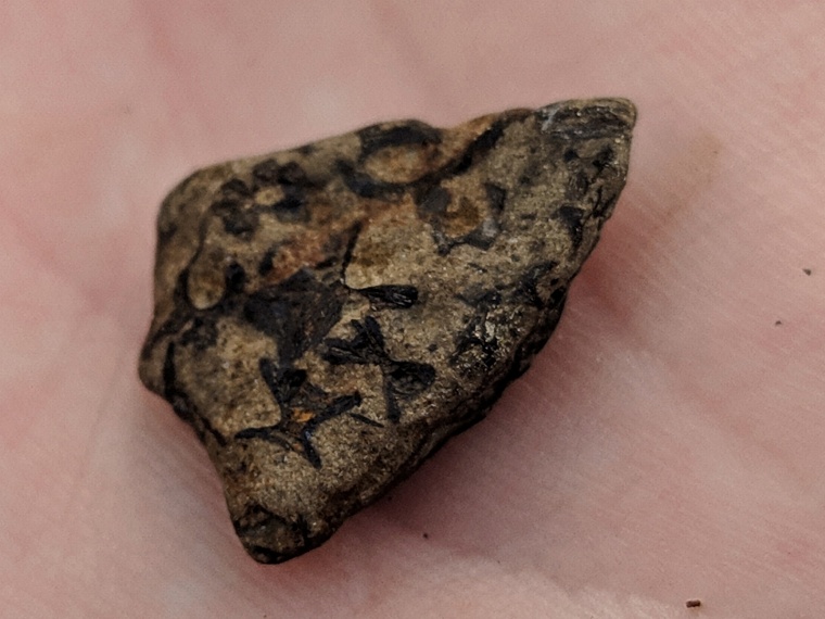 Палеофекалия акулы и зубы древних макрелей: что можно найти на новом акульем пляже под Тюменью