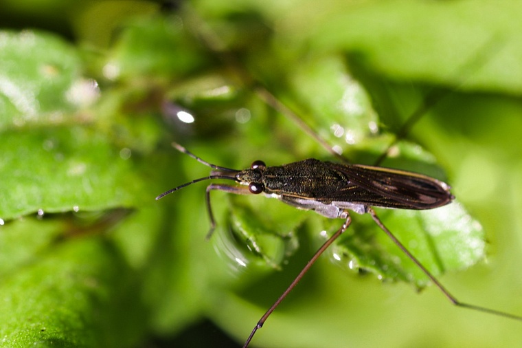 Палеофекалия акулы и зубы древних макрелей: что можно найти на новом акульем пляже под Тюменью