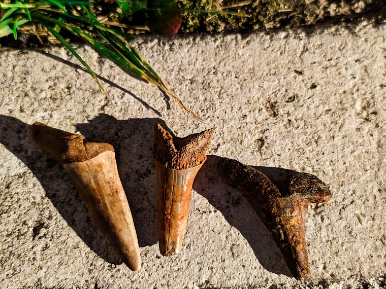 Палеофекалия акулы и зубы древних макрелей: что можно найти на новом акульем пляже под Тюменью