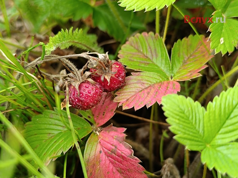 Тюменцы собирают лесную клубнику ведрами
