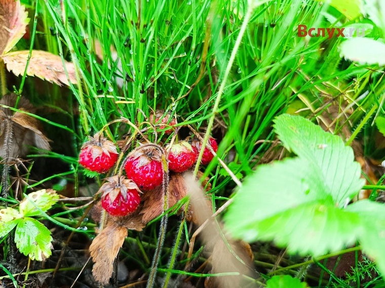 Тюменцы собирают лесную клубнику ведрами