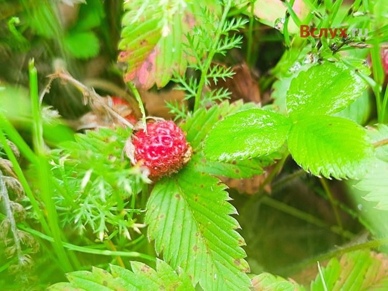 Тюменцы собирают лесную клубнику ведрами
