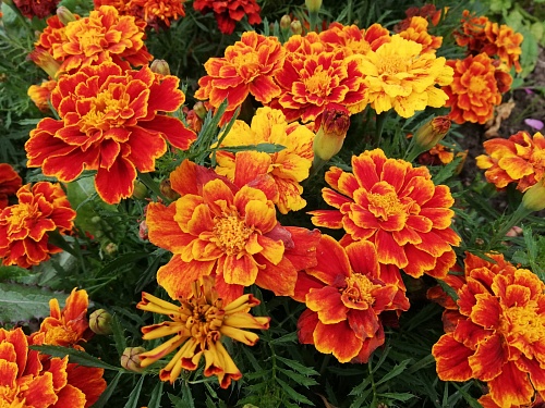 Тюменцы предпочитают цветы оранжевого цвета