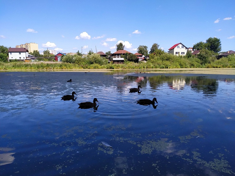 Спасем уточек! Тюменская экоактивистка предлагает благоустроить затон Туры