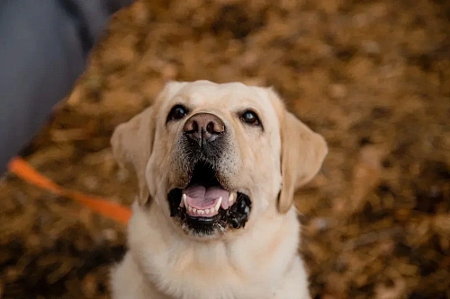 Ветеринар посоветовал владельцам собак заняться профилактикой укусов клещей