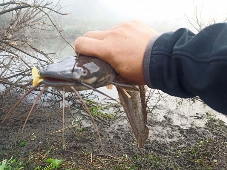 Африканские сомы в Пышме: где правда,  а где вымысел?