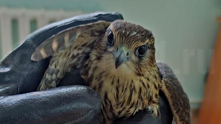 В Ноябрьске спасают ястреба с поврежденным крылом