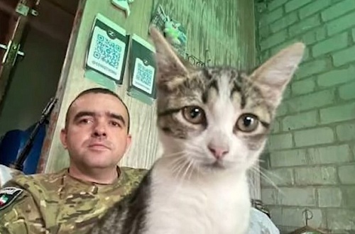 По просьбе матери погибшего бойца в Тюмень доставили с передовой его кошку