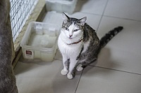 Вода для кошки: тюменцам рассказали, почему кошка не хочет пить
