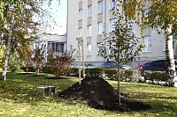 На площади Борцов революции высадили яблони Роялти