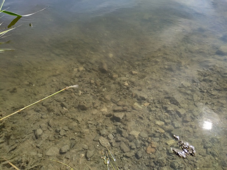 Дно каменистое, вода мутноватая, не самый чистый водоем