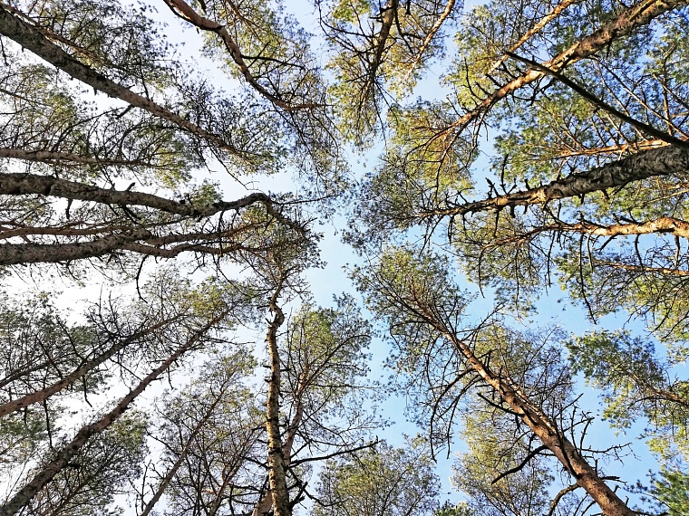 В тюменском селе Горьковка взялись за возрождение парка