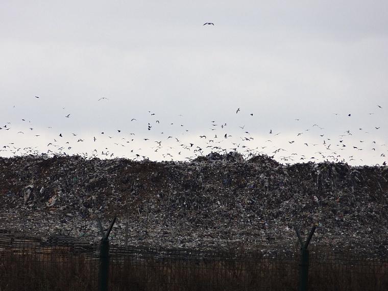 Снизят ли тариф: в облдуме обсудили «мусорную реформу»