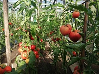Что делать с помидорами в теплице осенью: советы тюменским дачникам