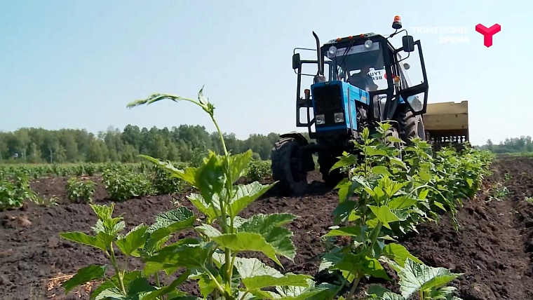 Что посмотреть в Тюменском районе: рыбное подворье, горячий источник, зелено-ягодное производство