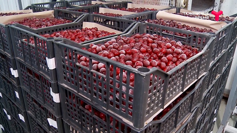 Что посмотреть в Тюменском районе: рыбное подворье, горячий источник, зелено-ягодное производство