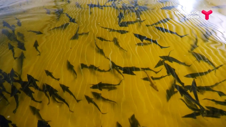 Что посмотреть в Тюменском районе: рыбное подворье, горячий источник, зелено-ягодное производство