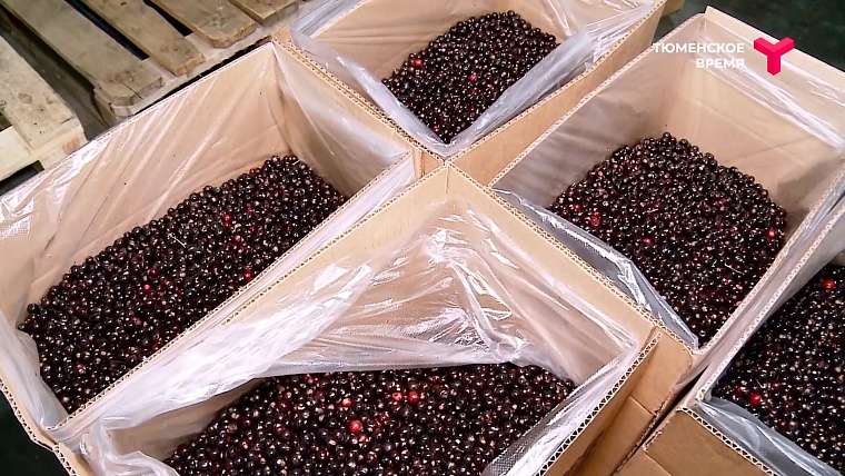 Что посмотреть в Тюменском районе: рыбное подворье, горячий источник, зелено-ягодное производство