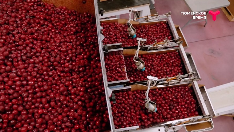 Что посмотреть в Тюменском районе: рыбное подворье, горячий источник, зелено-ягодное производство