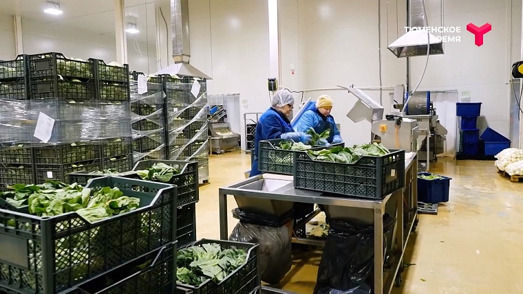 Что посмотреть в Тюменском районе: рыбное подворье, горячий источник, зелено-ягодное производство