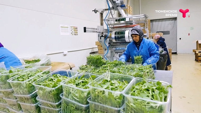 Что посмотреть в Тюменском районе: рыбное подворье, горячий источник, зелено-ягодное производство