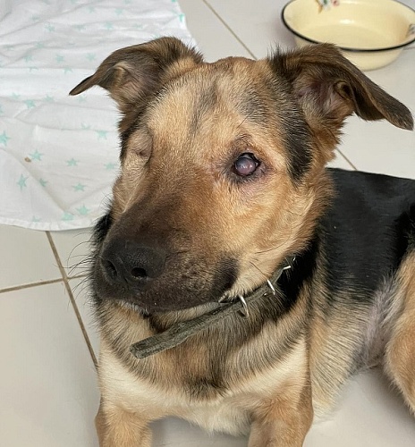 Тюменский пес Оскар, пострадавший от топора хозяина, начал выходить на прогулки