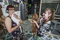 Кошачье дело: как в Тюмени заботятся о кошках, которые никому не нужны