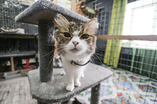 Кошачье дело: как в Тюмени заботятся о кошках, которые никому не нужны