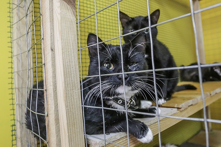 Кошачье дело: как в Тюмени заботятся о кошках, которые никому не нужны