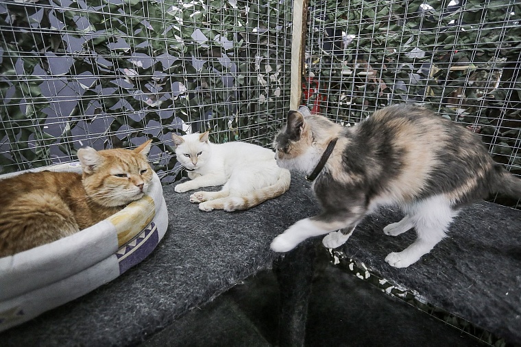Кошачье дело: как в Тюмени заботятся о кошках, которые никому не нужны