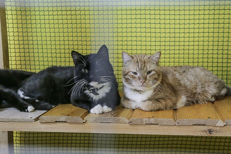 Кошачье дело: как в Тюмени заботятся о кошках, которые никому не нужны