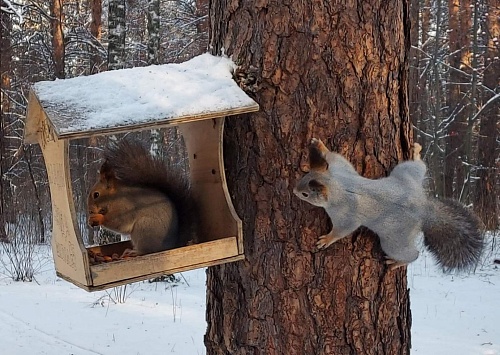 Тюменцев призывают покормить белок и птиц правильной едой